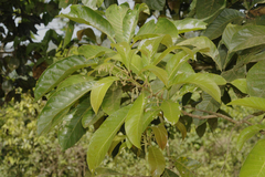 Meliosma simplicifolia subsp. simplicifolia